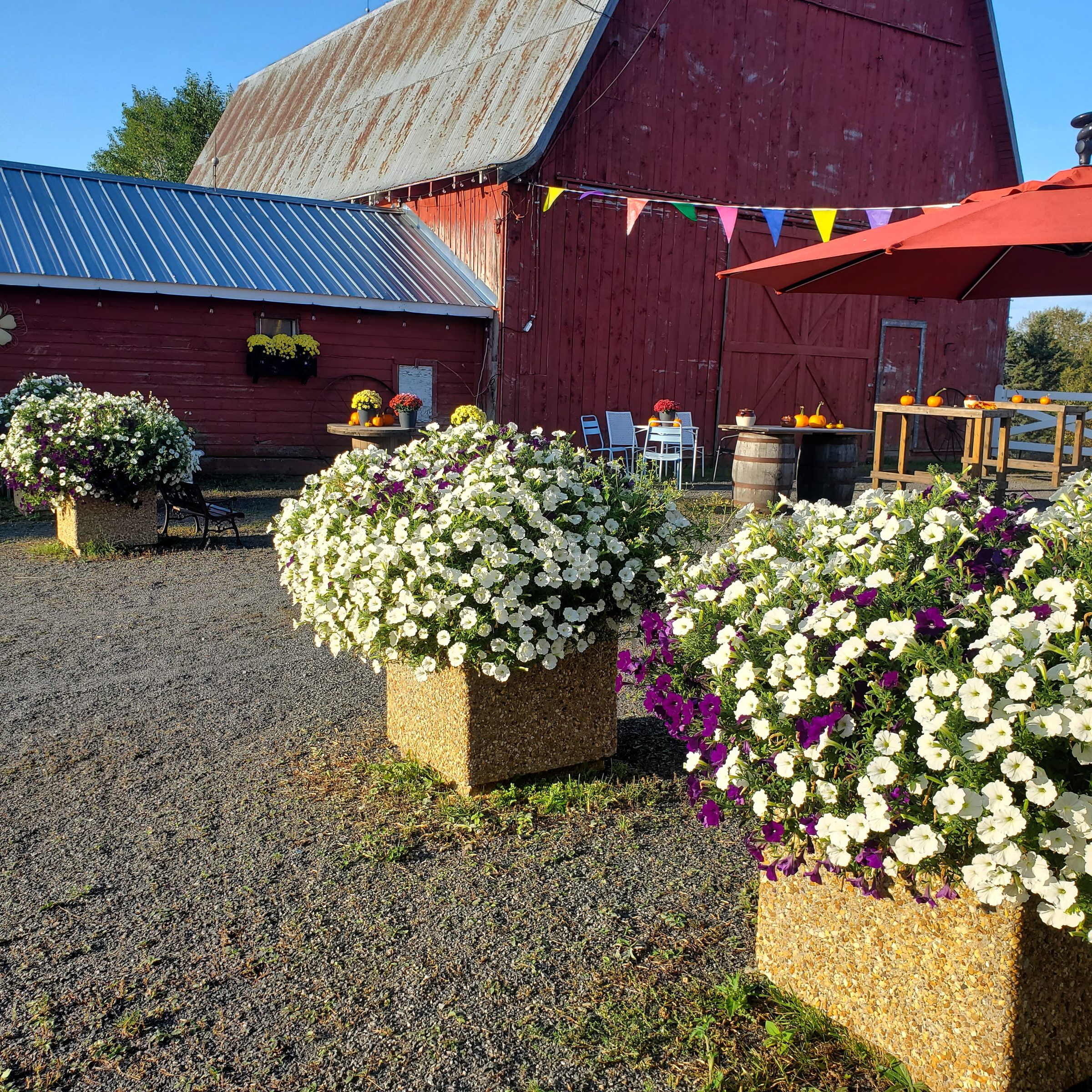 The courtyard between two barns with white petunia flower arrangements and bistro seating