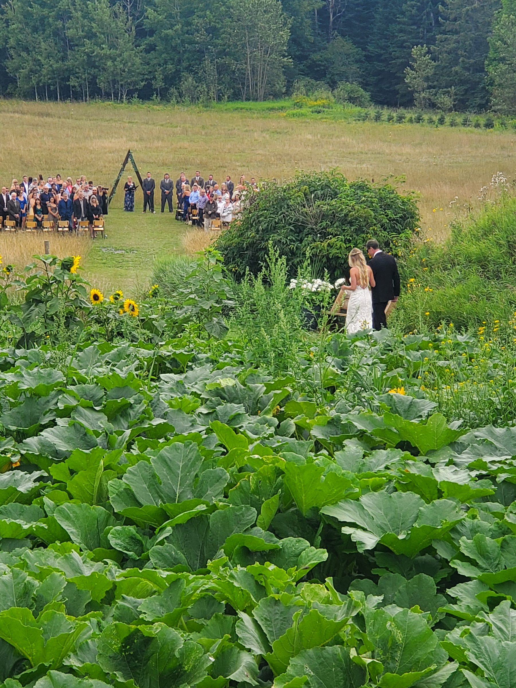Outdoor wedding ceremony in a green field with sunflowers and guests seated in rows