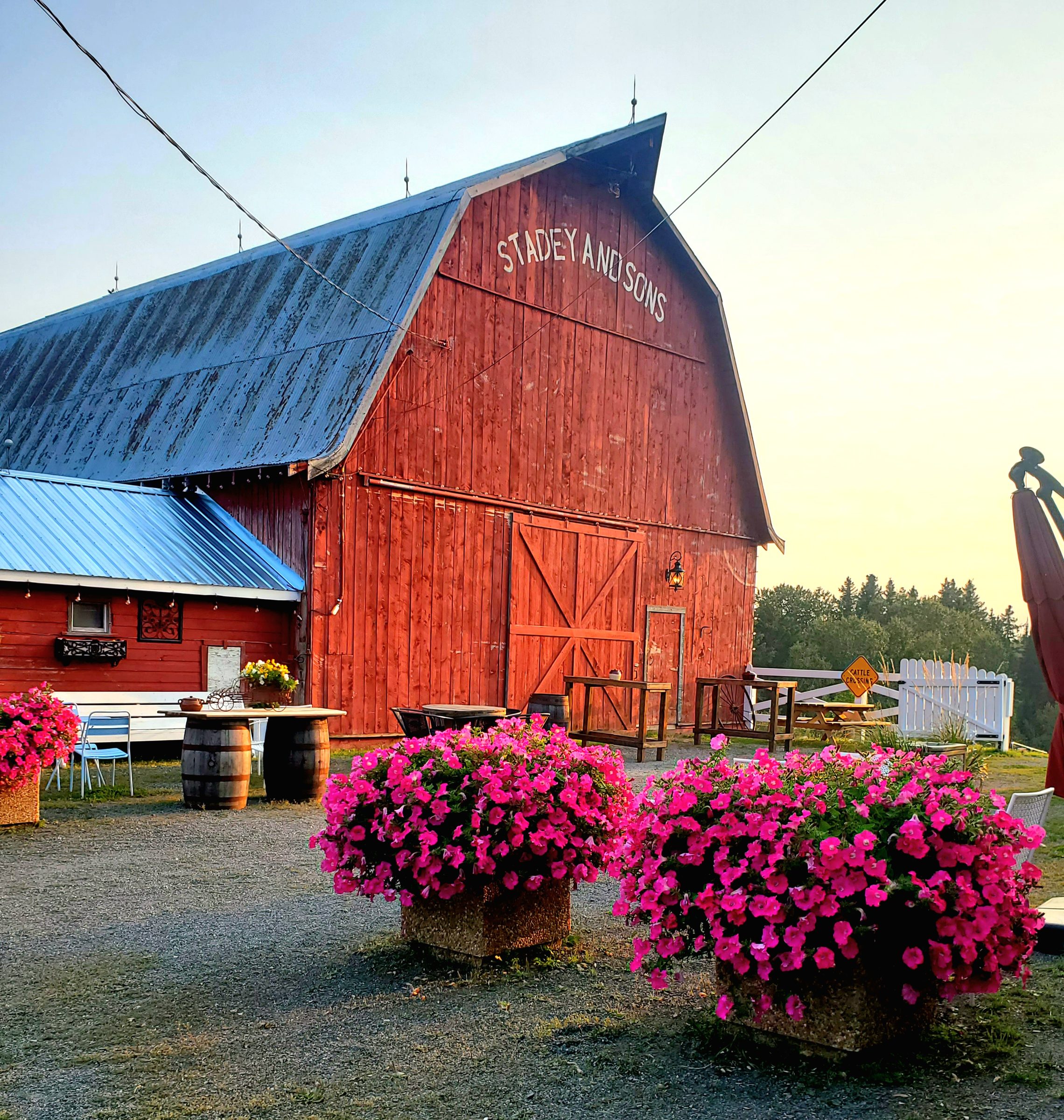 The red barn at golden hour with vibrant pink petunia flower arrangements