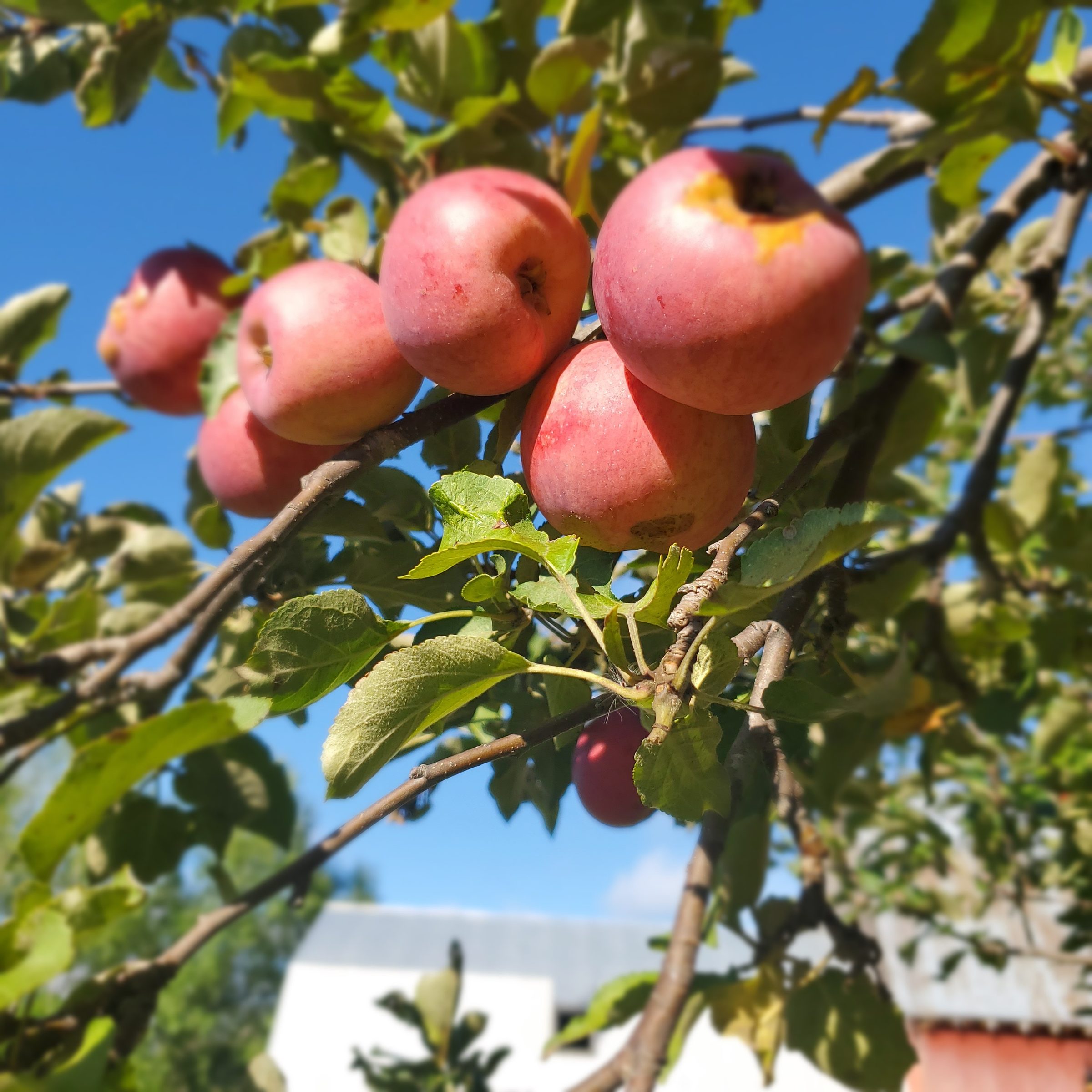 Ripe apples growing on a tree at the farm