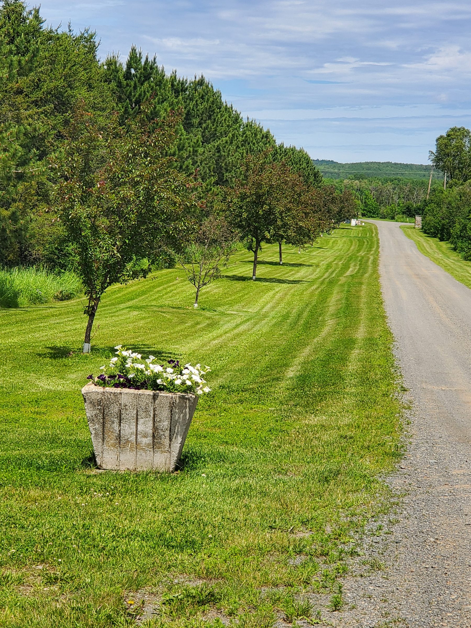Rolling green countryside with flower barrel along the lane